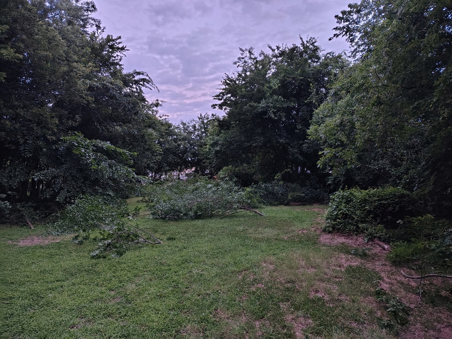 Backyard covered with fallen tree branches and brush before cleanup by Wild Axe Arborists