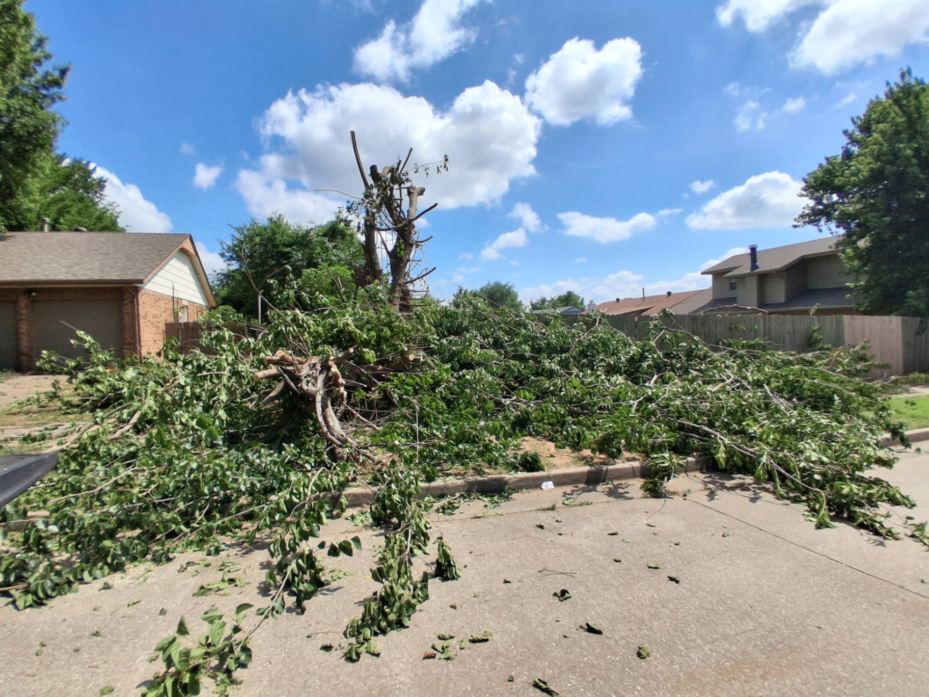 Tree removal in progress with limbs staged on the driveway for haul-off by Wild Axe Arborists