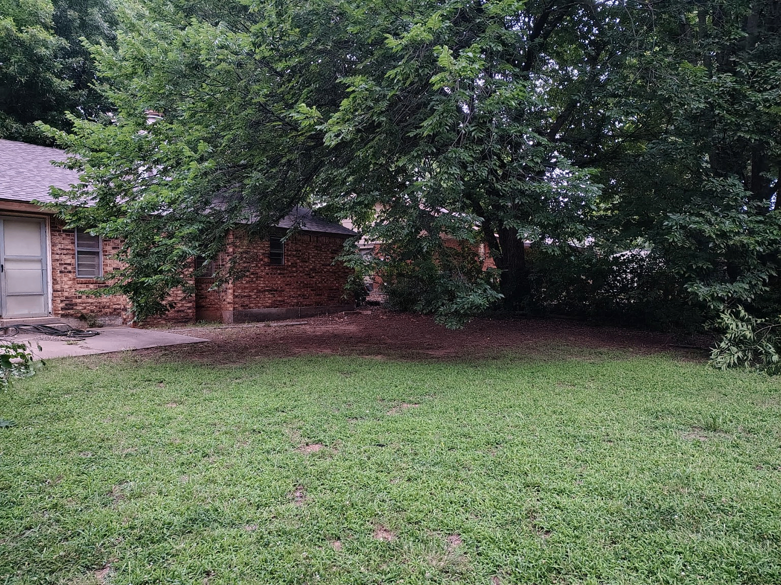 Large tree overhanging the side of a brick home before removal by Wild Axe Arborists